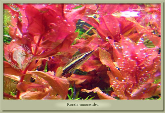rotala macrandra