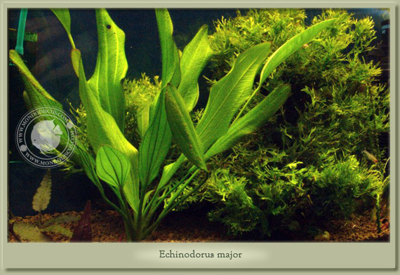 echinodorus major