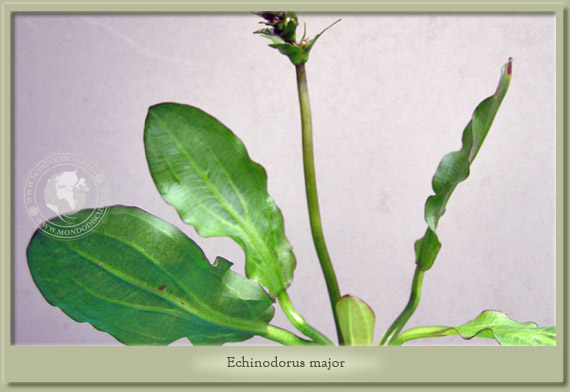 echinodorus major