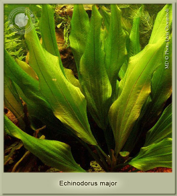 echinodorus major