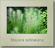 mayaca sellowiana