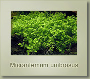 micrantemum umbrosus
