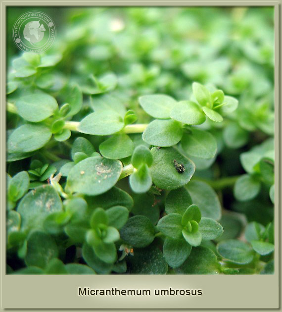 micranthemum umbrosus