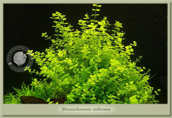 micrantemum umbrosus