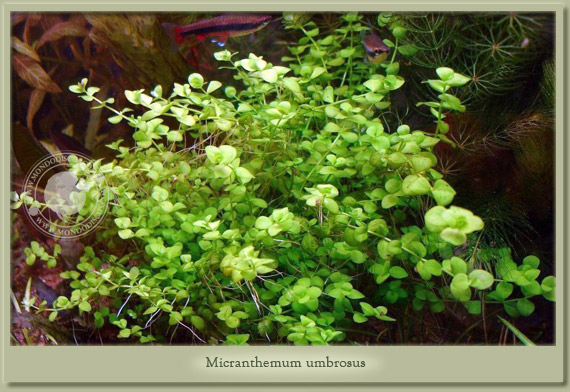 micranthemum  umbrosus
