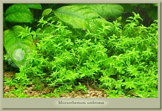 micranthemum umbrosus