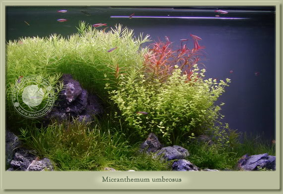 micranthemum umbrosus