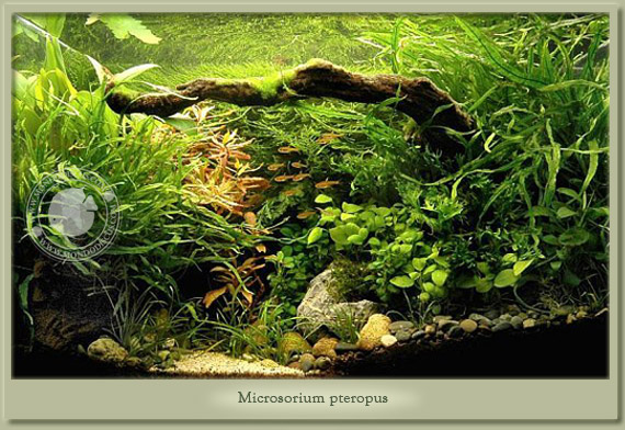 acquario con microsorium