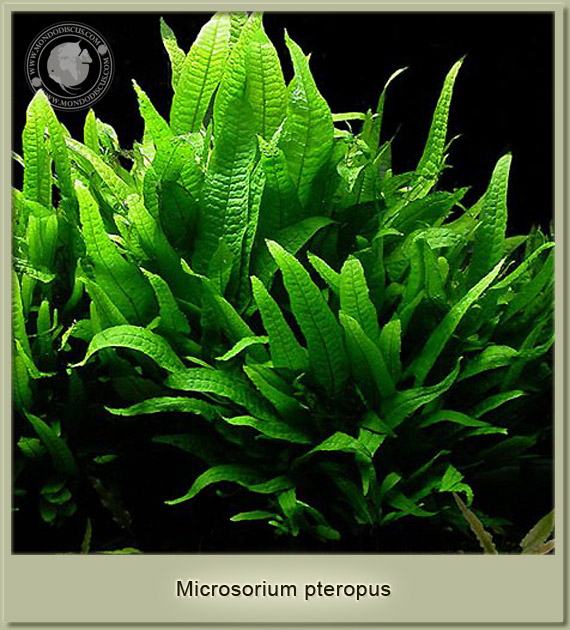 microsorium pteropus