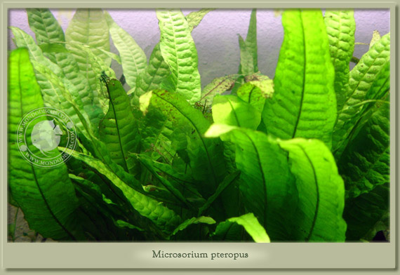 microsorium pteropus