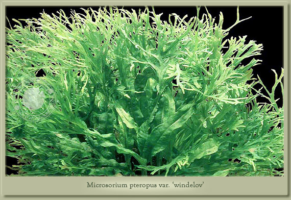 microsorium windelow