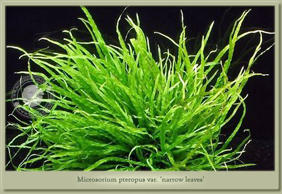 microsorium narrow leaves