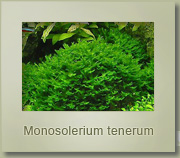 monosolerium