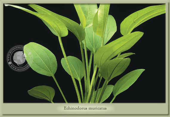 echinodorus muricatus