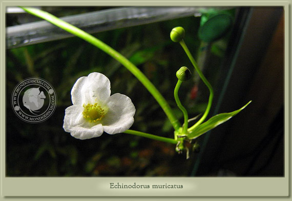 echinodorus muricatus