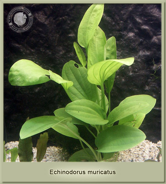 echinodorus muricatus