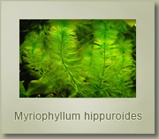 myriophyllum hippuroides