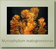 myriophyllum matogrossense