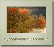 myriophyllum tubercularum