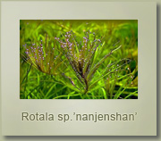 rotala sp nanjensan