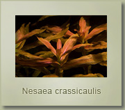 Nesaea crassicaulis