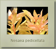 Nesaea pedicellata