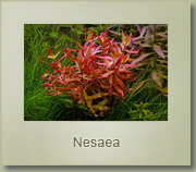 nesaea species