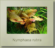 nymphaea rubra