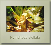 nymphaea stellata