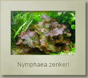 nymphaea zenkeri