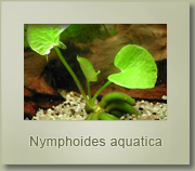 nymphoides acquatica
