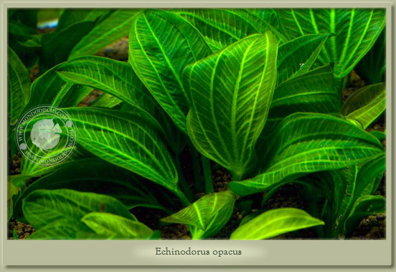 echinodorus opacus
