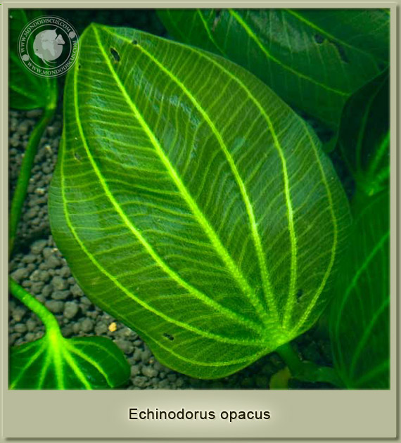 echinodorus opacus