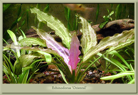 echinodorus oriental