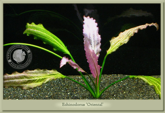 echinodorus oriental