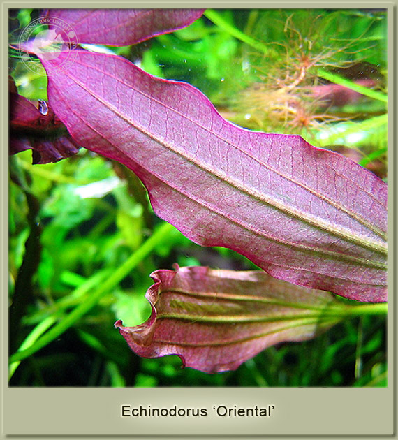 echinodorus oriental