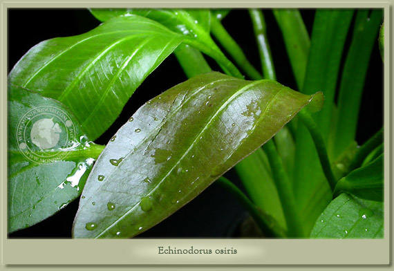 echinodorus osiris
