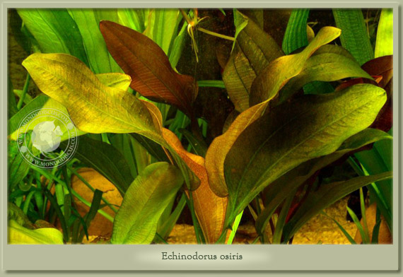 echinodorus osiris