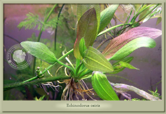 echinodorus osiris