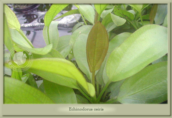 echinodorus osiris
