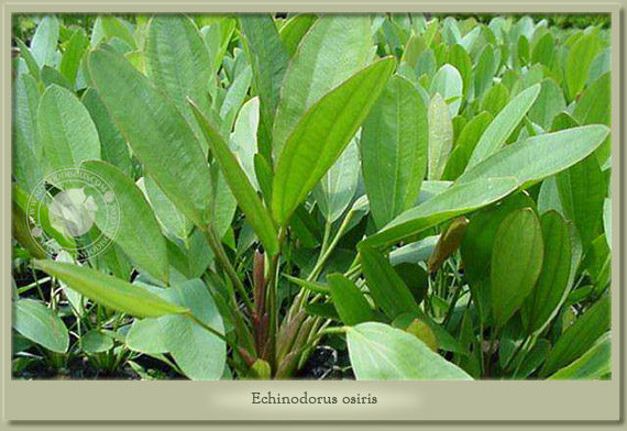 echinodorus osiris