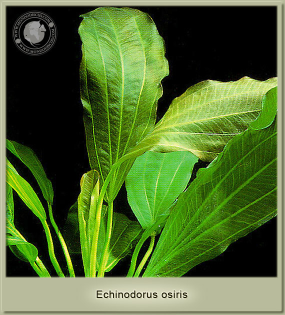 echinodorus osiris