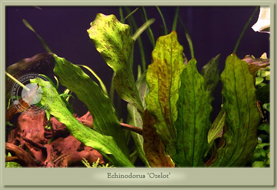 echinodorus ozelot