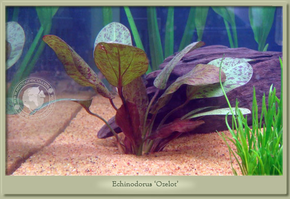 echinodorus ozelot