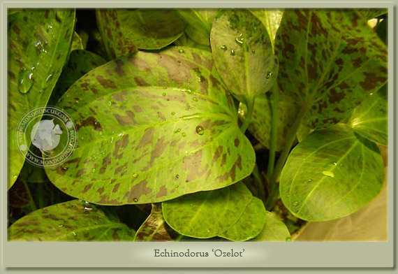 echinodorus ozelot