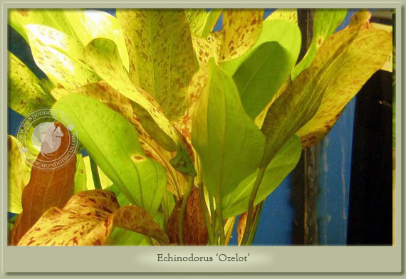 echinodorus ozelot