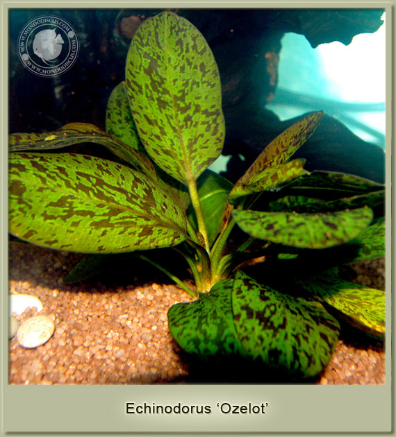 echinodorus ozelot