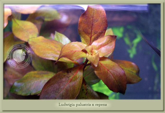 ludwigia palustris x repens