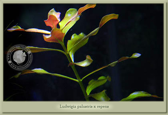 ludwigia palustris x repens