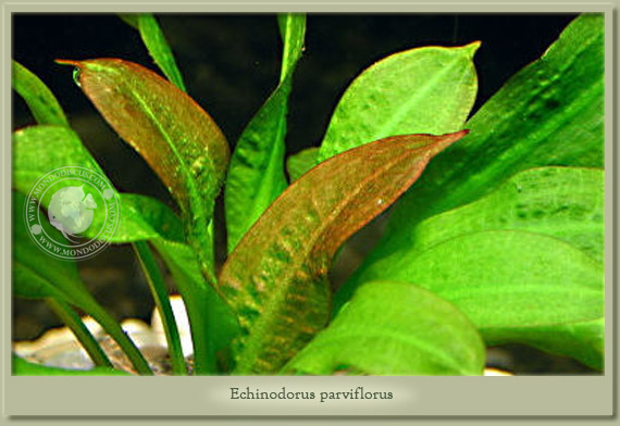 echinodorus parviflorus